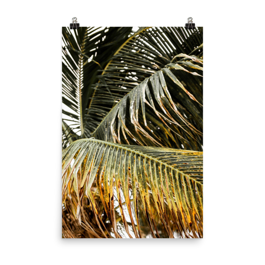 Palm Tree Print